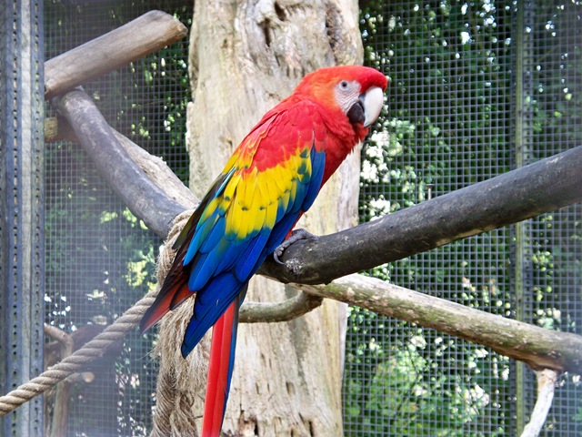[Red Parrot - the brightest of all of the macaws and parrots[4].jpg]