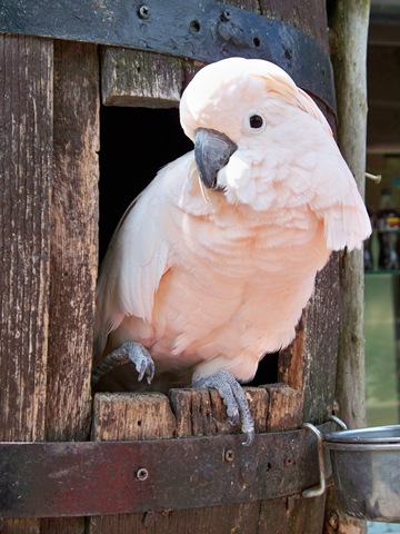 [Macaw stepping out[4].jpg]