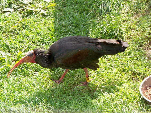 [Unusual bird at Birdland - Boughton on the Water[4].jpg]