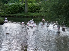 Flamingo gathering