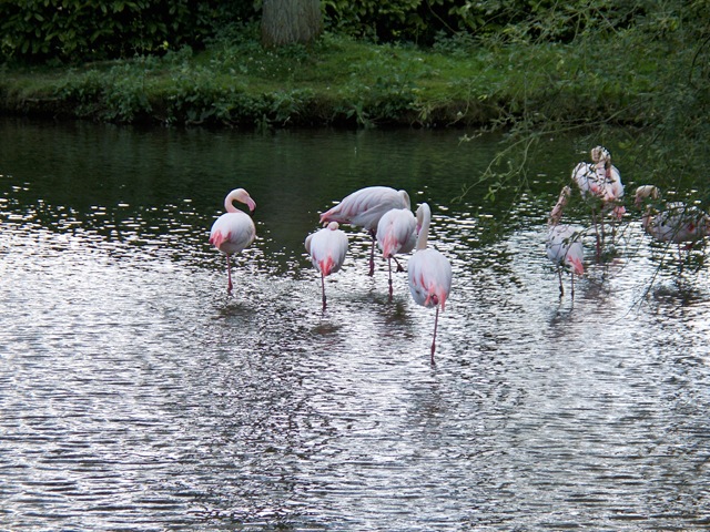 [Group of Flamingos[4].jpg]