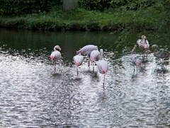 Group of Flamingos