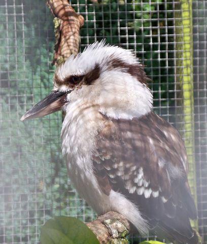 [Kookaburra aka Laughing Jackass - belongs to the Kingfisher family - carnivorous[9].jpg]
