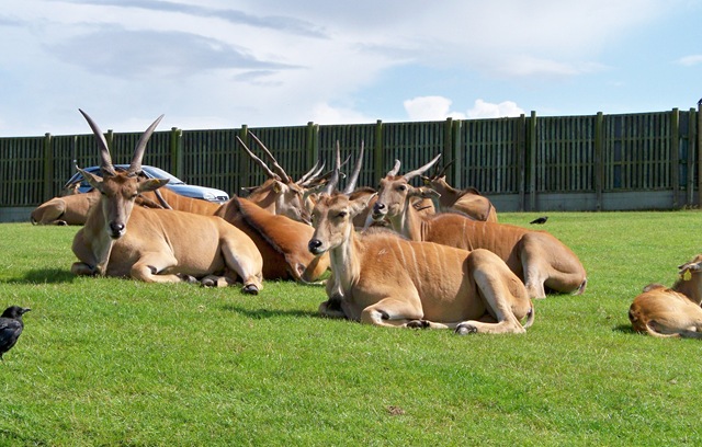 [Eland does (females) - African - Largest antelope species[4].jpg]