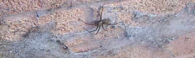 [Garden spider and funnel web[4].jpg]