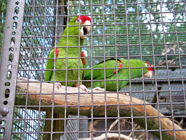 [Green and red - very loud macaws[4].jpg]