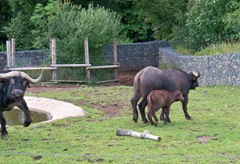 Water buffalo - and mother with calf