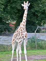 Giraffe standing tall