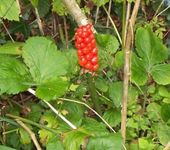 Cuckoo Pint - Lords-and-Ladies - Alum Maculatum - grows up to 25 cm
