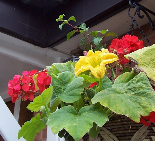 [YellowPumpkinflower4.jpg]