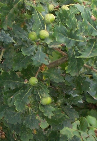 [Oak tree with acorns[4].jpg]