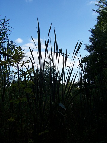 [Great Reedmace otherwise known as Bulrush at twilight or dusk - this particular specimen was approximately 8 feet or more in height[4].jpg]