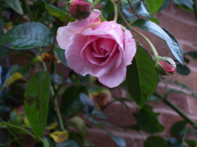 [Pink fragrant rose in November[4].jpg]