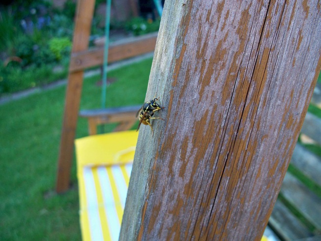 Wasp -  rasping off the preservative coating from the wood