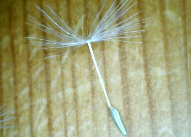 [Dandelion seed single[9].jpg]