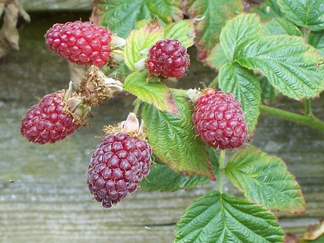 [Loganberries[3].jpg]