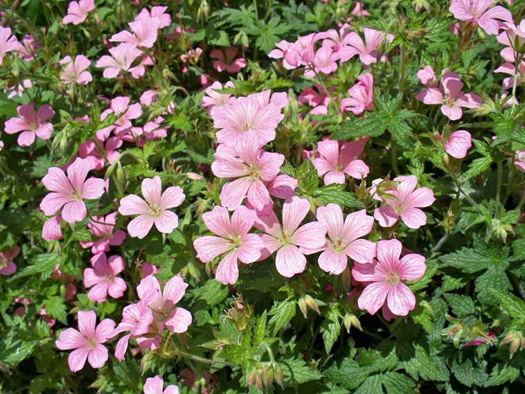 Pink geranium - perennial