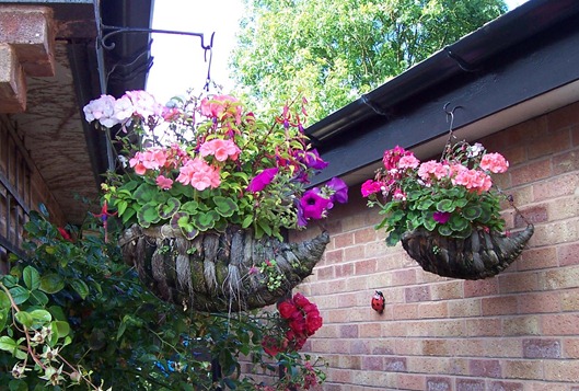 Hanging baskets