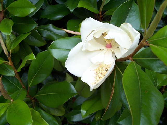 [Magnolia grandiflora - also referred to as the Southern Magnolia - this one found in the Cotswolds at Chipping Campden[4].jpg]