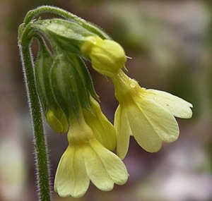 Oxlip - Primula elatior