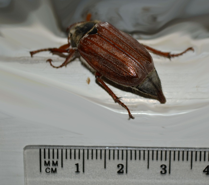[Cockchafer or May-bug - Melololntha melolontha[4].jpg]