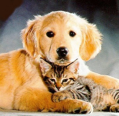 gatos bebes animados