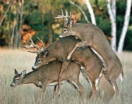 [3-Deer Way[6].jpg]