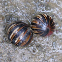 Pill millipedes
