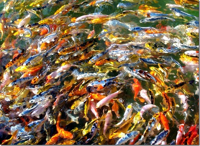 Koi_Fingerlings