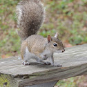 Grey Squirrel