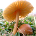 Fairy ring mushrooms