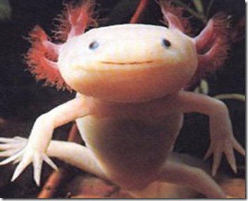 axolotl_ambystoma_mexicanum
