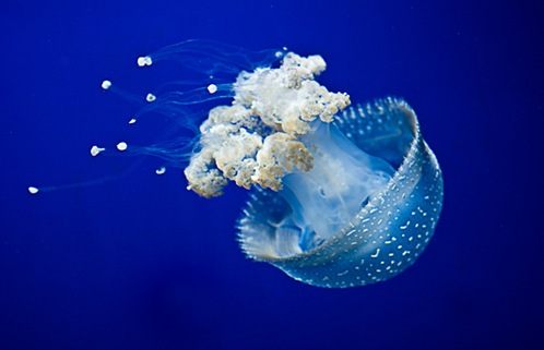 meduza.5 meduza.5