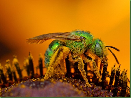 Iridescent.green.sweat.bee1