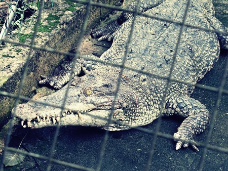 croc croc