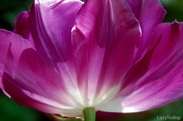 [Purple tulips 003[9].jpg]