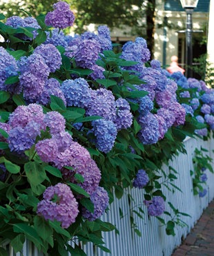 [Hydrangea[2].jpg]