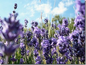 Lavender