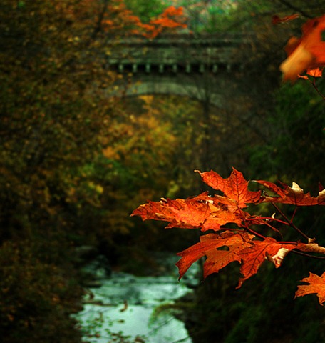 [Colors of fall[3].jpg]