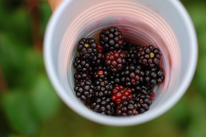 [1blackberries[2].jpg]