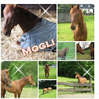 Mogli.jpg