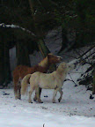 Winter 09 - 10.jpg