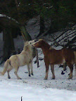 Winter 09 - 10 - 1.jpg