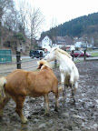 Winter 09 - 10 - 2.jpg