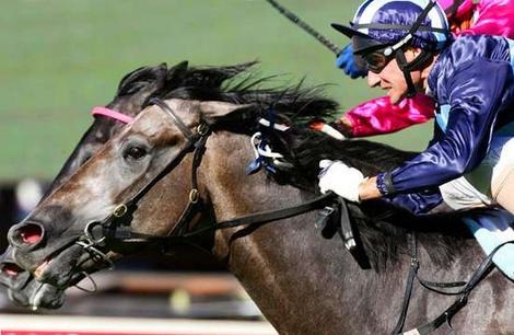 [Horse race success[4].jpg]