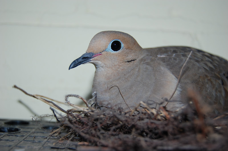 Mourning Dove