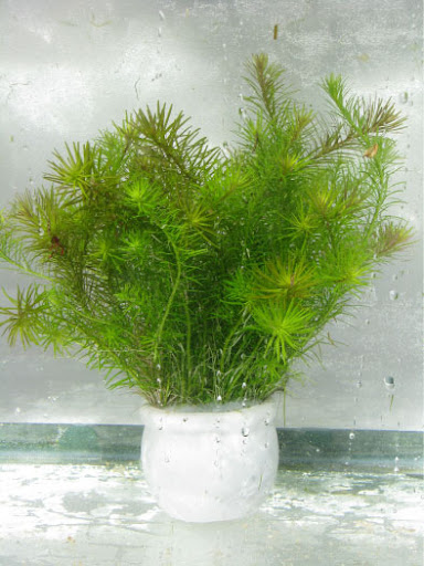 thuỷ sinh daklak - thuỷ sinh bmt - cá rồng daklak - la hán daklak - 24