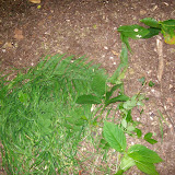 Landart