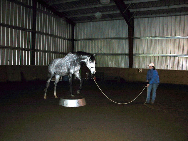 Solly's first time on the pedestal (not confident, yet)