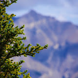 Pine.jpg Pine.jpg